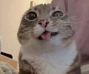 T.t