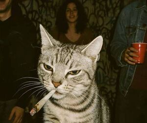 Paco