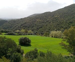 Pericodelospal