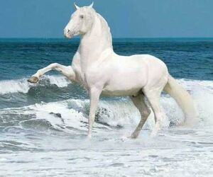JOSE