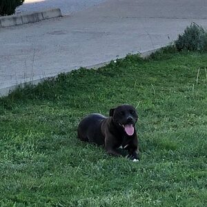 Bruno