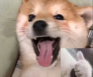 Doggspin
