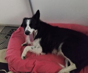 Oscar