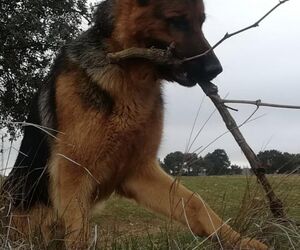 LUIS
