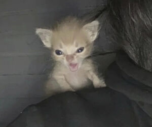 Miguel
