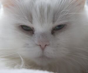 Kin
