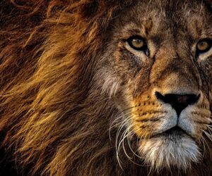 leoncillo