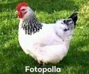 Angeo