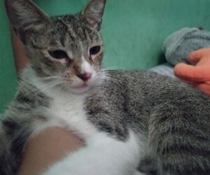 Leoni