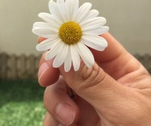 Pep