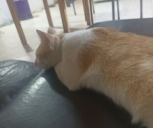 Agustín