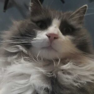 tawme