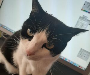Fat