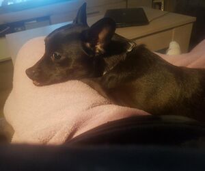Roo