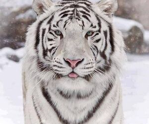 luis71
