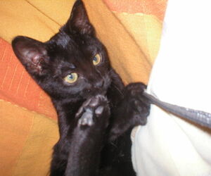 Adolfo
