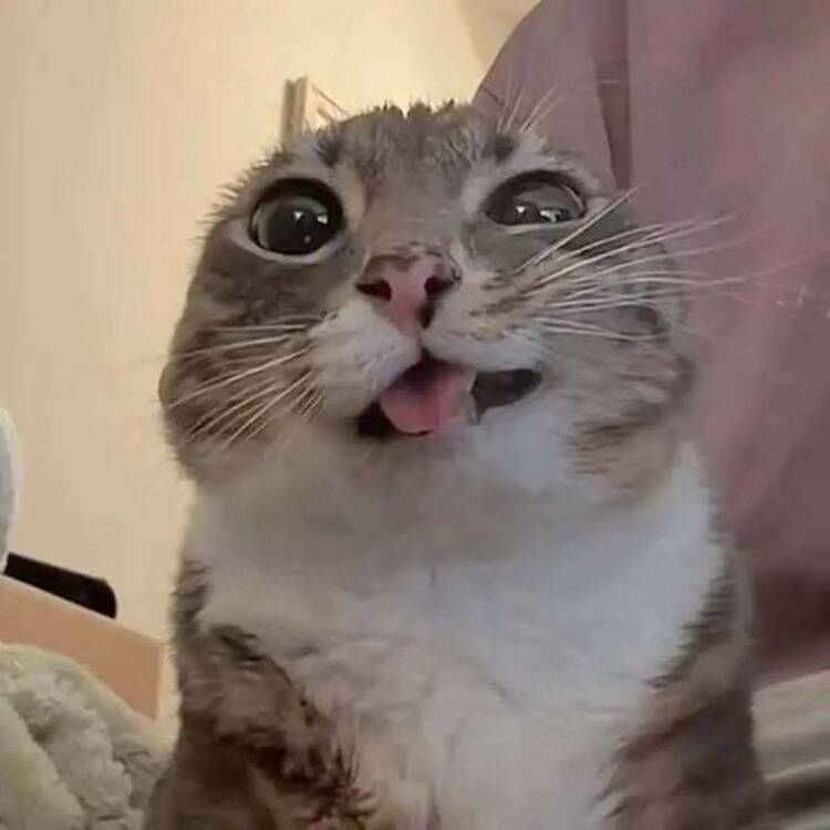 Foto de perfil de T.t