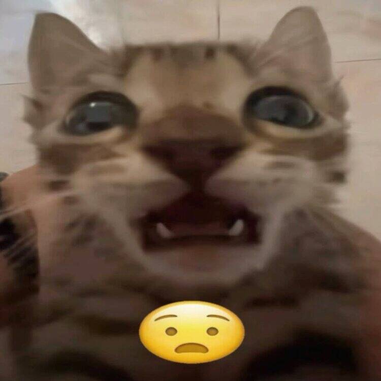 Foto de perfil de Niko