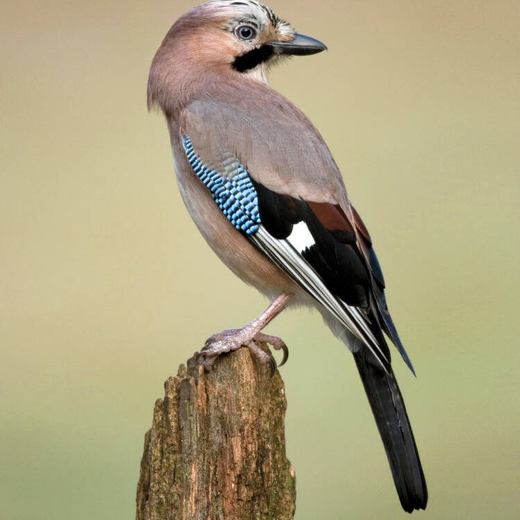 Foto de perfil de Montse
