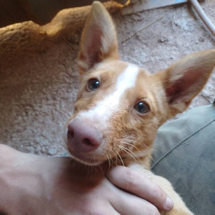 Foto de perfil de Chiko