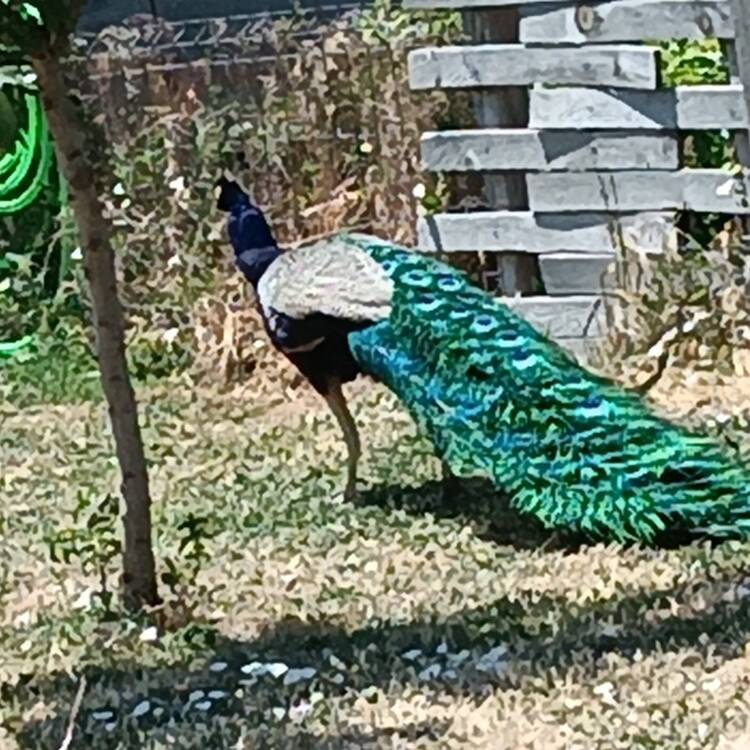Foto de perfil de Felix