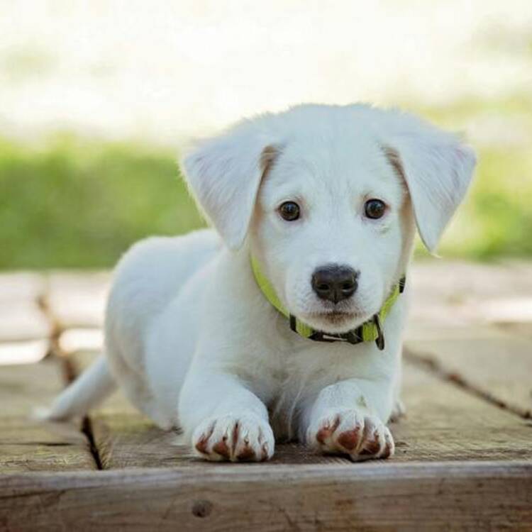 Foto de perfil de Peco