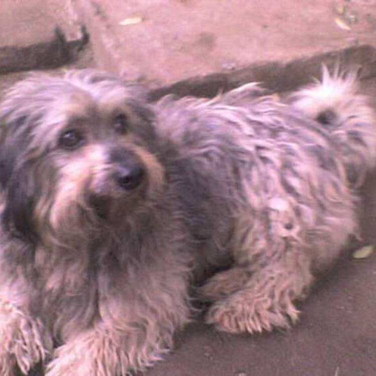 Foto de perfil de Paolo