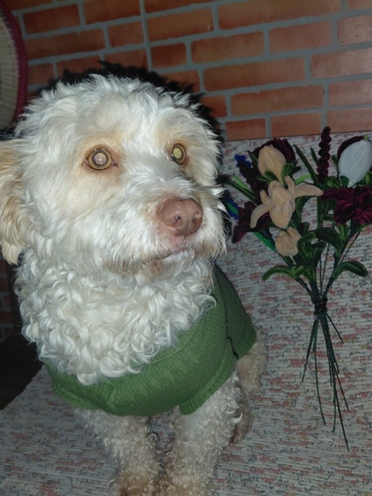 Foto de perfil de Rodriguez