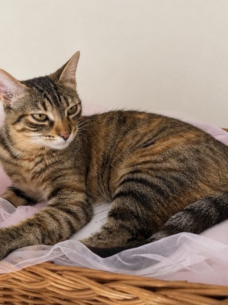 Foto de perfil de Rocio